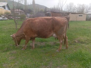 Коровы, быки: Продаю | Корова (самка) | Алатауская | Для разведения, Для молока | Племенные, Осеменитель, Стельные