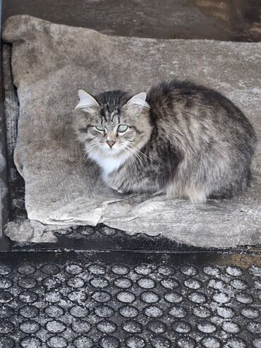 кошка домашняя: Кошка даром: Лесная, 7 месяцев, Девочка