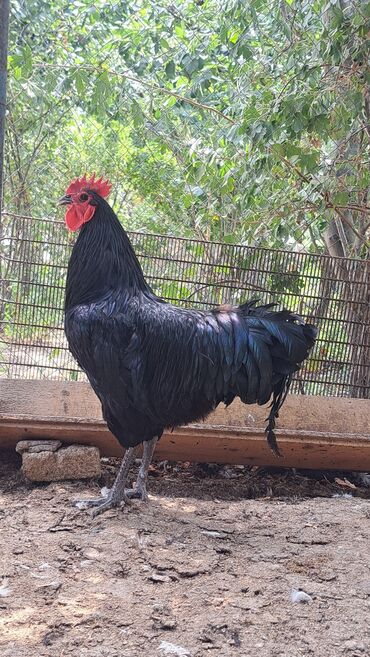 Xoruzlar: Xoruz, il: 1, Pulsuz çatdırılma — 8