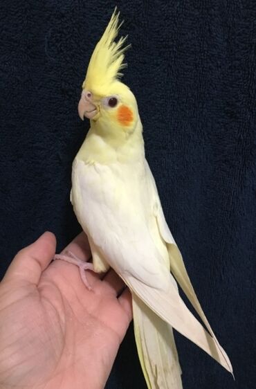 Птицы: Карабалта. Продаю самку попугая карелла. Возраст 10 месяцев