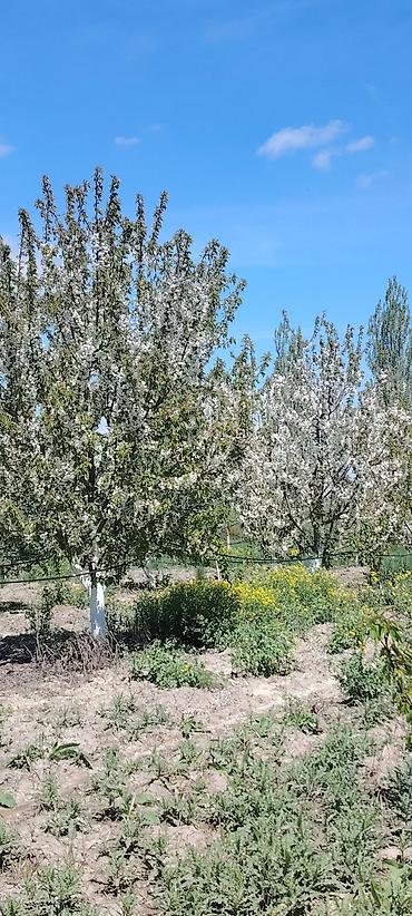 Ağaclar: Məhsul: Meyvə bağı (intensiv tipli) Təsvir: - Çoxillik meyvə ağacları — 12