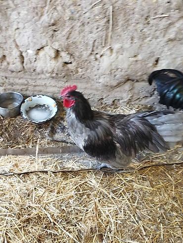 Куры, петухи: Продаю | Петух | Для разведения — 3
