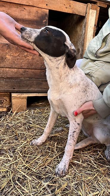 Отдам даром собаку: Собака даром: Дворняжка, 4 месяца, Самка, С прививкой — 4