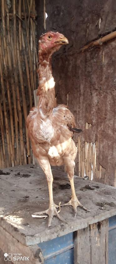 Toyuqlar: Toyuq, Damazlıq — 8