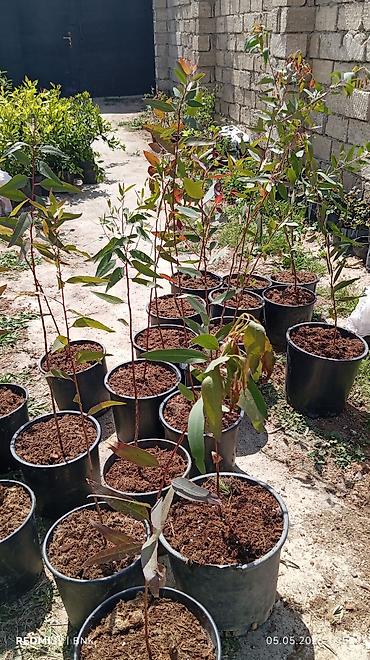 limon ağaçı: Evkalipt Ağacı Satılır Evkalipt (Eucalyptus) sürətlə böyüyən — 1