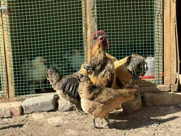 страус птица: Продаю петухов и кур порода лакиданзи(чёрное мясо) 1 петух - 1700с 1
