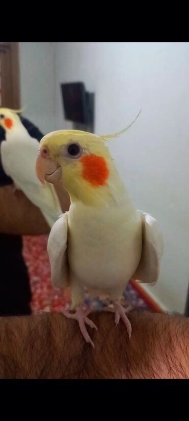 papuqay quşu: Korella Tutuquşu - 1 yaşında erkək Tam ruçnoy əl quşu sağlam