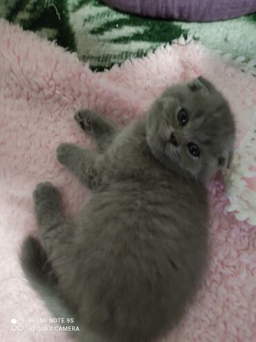 Pişiklər: Şotland, Erkək, Dişi, Ünvandan götürmə -da lalafo.az — 16 Pişiklər: Şotland, Erkək, Dişi, Ünvandan götürmə — 16