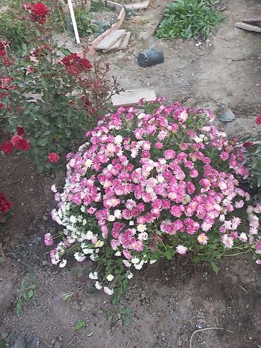 Другие виды семян и саженцев: Саженцы хризантем с пышной зеленой листвой, готовые к пересадке — 18