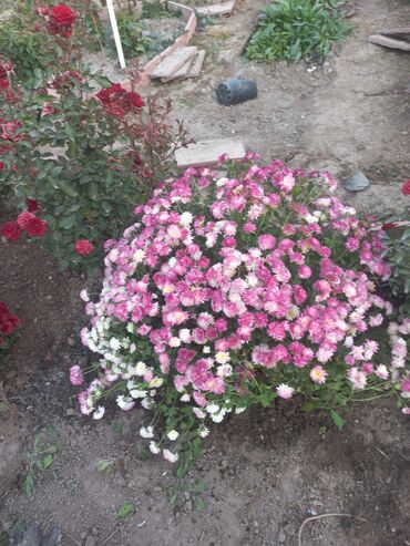 Садовые цветы и кустарники: Рассада цветка: Хризантемы — 20