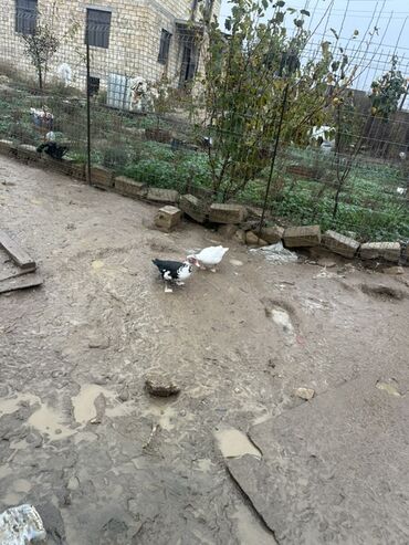 Ördəklər: Dişi, Ətlik — 9