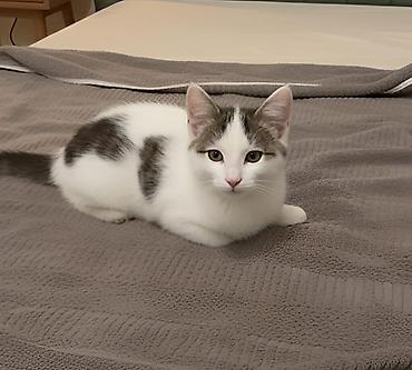 Pişiklər: Dişi, Erkək, Yaxşı əllərə — 6