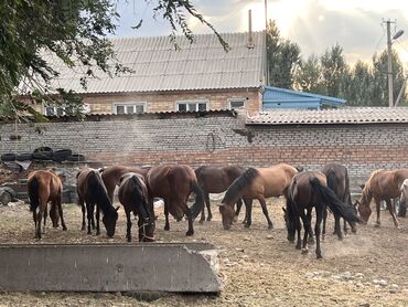 продажа коней: Сатам | Бээ (ургаачы) | Аргын | Союуга, Көбөйтүү үчүн, Сүт алуу үчүн
