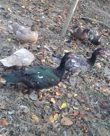 Ördəklər: Dişi, | Macar, Damazlıq, Pulsuz çatdırılma — 17