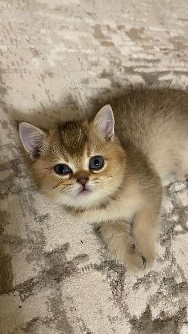 Продажа кошек: Британский короткошёрстный котёнок, окрас золотой шиншилла (golden — 4