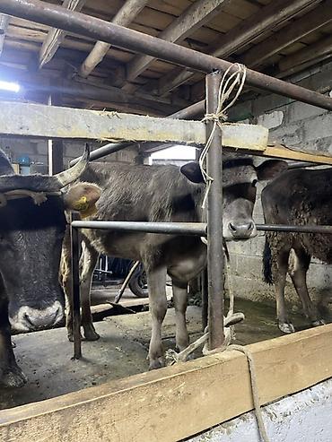 Коровы, быки: Продаю | Корова (самка) | Для молока | Привязанные at lalafo.kg — 13 Коровы, быки: Продаю | Корова (самка) | Для молока | Привязанные — 13