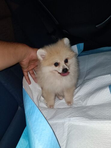 pomeranian spitz satisi: Şpitz, 2 ay, Erkek, Peyvəndli, Ünvandan götürmə