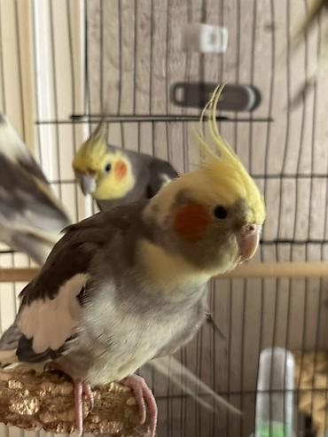 Tutuquşları: Korella tutuquşusu üçün yeni ev axtarılır 🐦 Təxminən 1 yaşındadır — 2