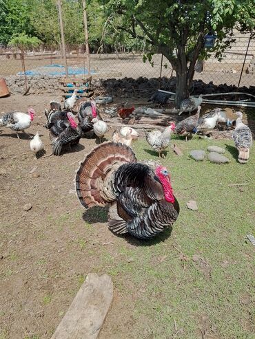 Hinduşka: Erkək, Kanada, Amerika, Yumurtalıq, Ünvandan götürmə, Ödənişli çatdırılma — 13