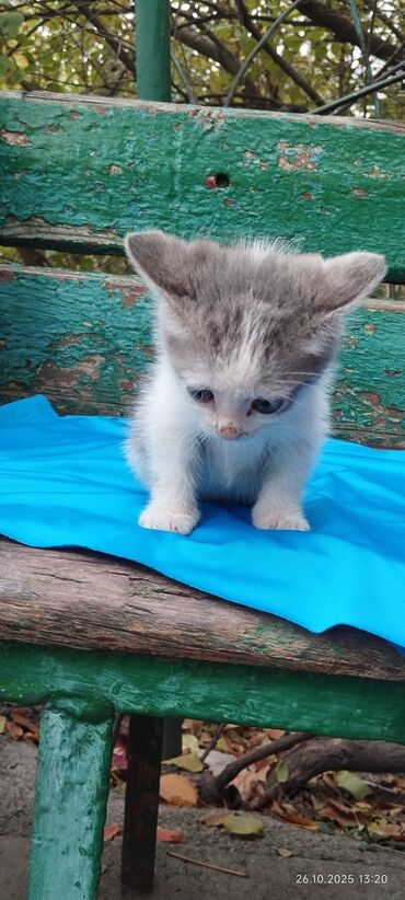 котёнок в добрые руки: Котёнок, окраса бело-серый (би-колор). Короткошёрстный, с мягким