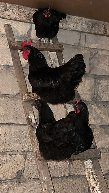 dekorativ toyuq: Təmiz qan australorp yumurtaları satılır — 2