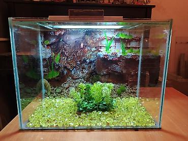akvarium qiymetleri: Qızıl balıq, Sülhsevər — 7