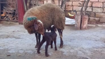 damazliq qoyun satisi: Dişi, il: 4, Damazlıq, Ödənişli çatdırılma