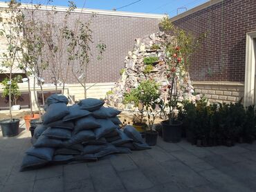 Torf: Torf kakabit peyin qara torpaq satışı 150 ədədən çox alana -da lalafo.az — 18 Torf: Torf kakabit peyin qara torpaq satışı 150 ədədən çox alana — 18