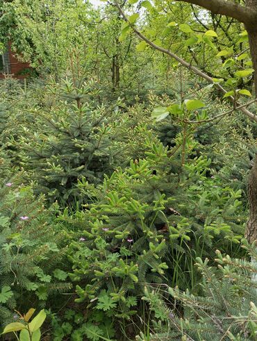 Digər bitkilər: Hərkəsə salam😀 Quba ərazisində krimlovski şam ağaclarının topdan və — 17