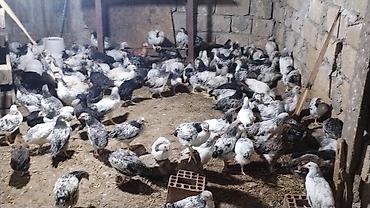 balaken heyvan satisi: 45 günlük Orginal Ataks və F6 cücələri Catdirilma var say çox olarsa — 2