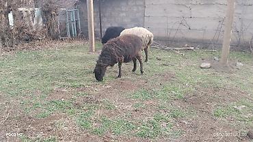 Баран, овца: Продаю | Овца (самка) | Для разведения | Матка — 8