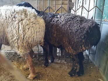 Баран, овца: Продаю | Овца (самка) | Для разведения | Матка — 8