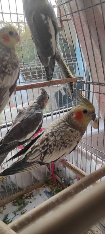 Tutuquşları: Nimfa (cockatiel) tutuquşuları – müxtəlif rəng mutasiyaları ilə - — 2