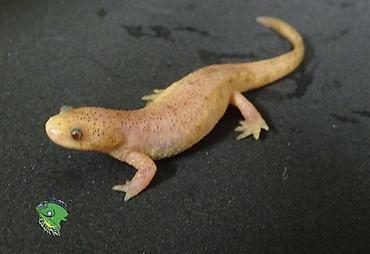 albino: Albino Afrika cırtdan qurbağası (Hymenochirus) – akvarium üçün nadir — 1