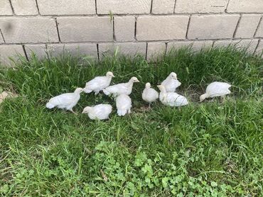 cücə adı: Salam.Təmiz cins xaricdən gəlmə ətlik yumurtalığ vins kanada