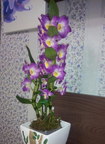 отдых для детей: Продам детку орхидеи от такого дендробиум Нобиле