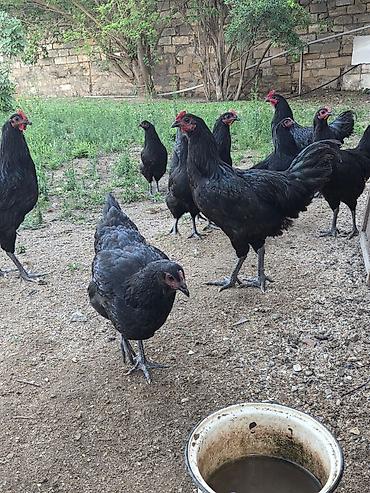 qarğa balası satılır: Salam Aleykum ! Şəkildə gördüyünüz 10 ədəd 5 aylıq təmiz qan — 2