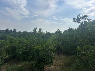 Torpaq sahələrinin satışı: 35 sot, Kənd təsərrüfatı, Mülkiyyətçi, Kupça (Çıxarış) — 4