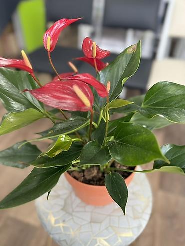 Антуриумы: Антуриум (Anthurium) в горшке - Компактный куст с плотными глянцевыми — 10