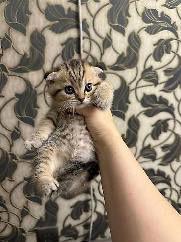 Pişiklər: Britan, Erkək, Dişi, Yaxşı əllərə, Ünvandan götürmə, Rayonlara çatdırılma, Ödənişli çatdırılma — 8