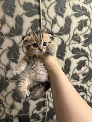 Pişiklər: Erkək, Dişi, Yaxşı əllərə, Rayonlara çatdırılma, Ünvandan götürmə, Ödənişli çatdırılma — 12