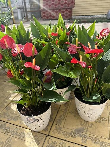 Каланхоэ: Комнатные цветы в горшках — готовые к украшению дома или офиса — 3