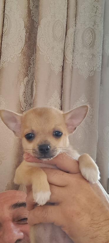 Çixuahua, Peyvəndli
