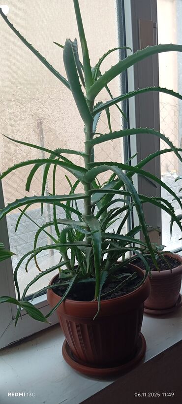 тещин язык цветок: Алоэ вера в горшке - Крупное комнатное растение-суккулент с мощным