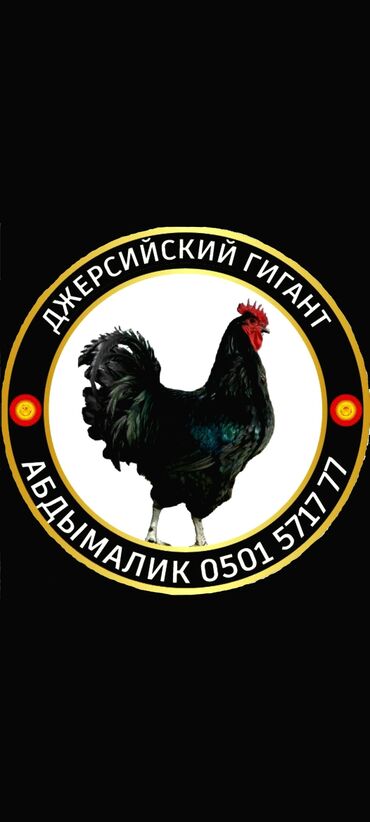 Птицы: Принимаю заказы на яйцо кур Джерсийский гигант