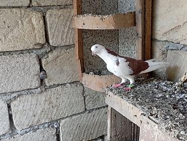 dekorativ göyərçin: Beli qırmızı erkek çatdırma var — 4
