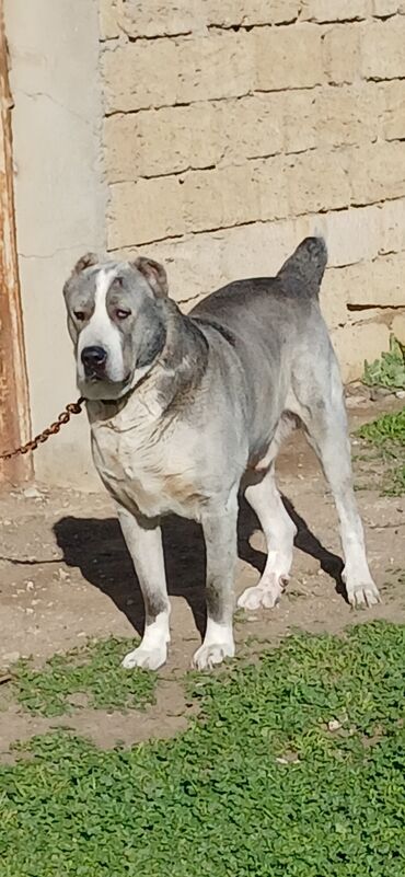 cane corso satisi: 1 il, Erkek, Peyvəndli, Rayonlara çatdırılma, Pulsuz çatdırılma