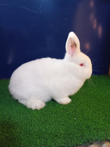 продаю кролов: Продаю крольчат породы новозеландские возраст три месяца вес 2500.2450