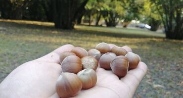 Torpaq sahələrinin satışı: 6 sot, Tikinti, Kupça (Çıxarış)