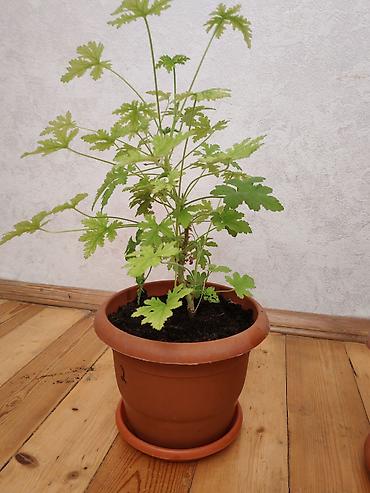 ev guleri: Ətirşah gülü - Növ: ətirli sardunya (geranium), dərin parçalı yaşıl — 1